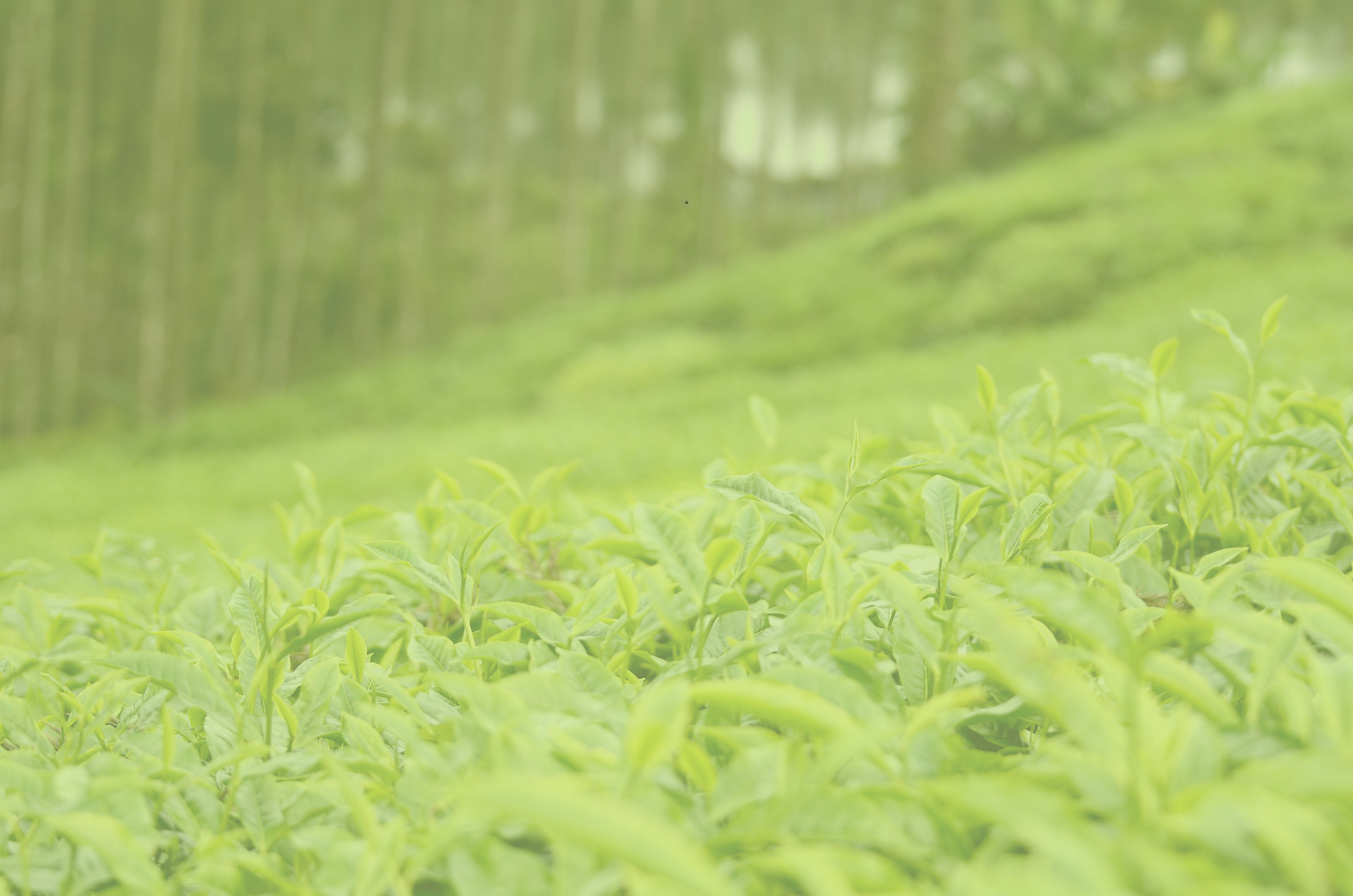 Tea garden image